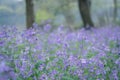 Purple flowers backgrounds, Orychophragmus violaceus