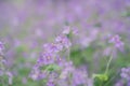Purple flowers backgrounds, Orychophragmus violaceus