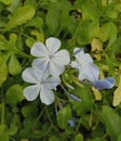 Purple flowers in beautiful garden