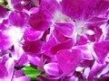 Purple flowers beautiful natural holidays travel background orchids natural