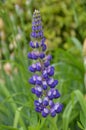 Purple Flowers