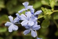 Purple flowers