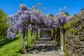 Purple flowers in Belvis Park in Santiago de Compostela, Spain Royalty Free Stock Photo