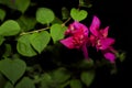 Purple flowers in black background. Bougainvillea in black background.