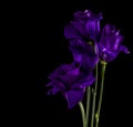 Purple flowers On Black Backgroundtulip