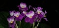 Purple flowers on a black background.