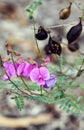 Purple flowers and black seed pods of Australian Indigo, Indigofera australis, family fabaceae Royalty Free Stock Photo