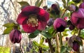 purple flowers in bloom in the front garden of a house in amsterdam Royalty Free Stock Photo