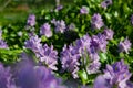 Purple flowers bloom in the garded Royalty Free Stock Photo