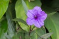 Purple flowers bloom in the morning