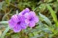 Purple flowers bloom in the morning