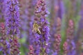 Purple flowers that are blooming in the garden There are bees flying to collect nectar Royalty Free Stock Photo