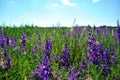 Purple flowers blooming on glade, bright blue cloudy sky Royalty Free Stock Photo