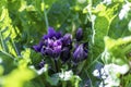 Purple flowers of blooming Mandragora autumnalis. Autumn Mandrake. Plant of the Bible. Selective focus.