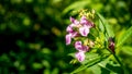 Purple flowers blooming in summer Royalty Free Stock Photo