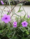 Purple flowers blooming