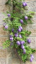 Purple flowers, blooming wisteria