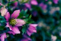 Purple flowers blossom in garden, spring background