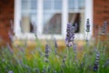 Purple flowers blossoming in spring time with blur window Royalty Free Stock Photo