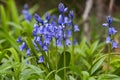 Purple Flowers: Blue Bells, Wood Hyacinth Royalty Free Stock Photo