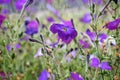 A purple flowers with blur background Royalty Free Stock Photo