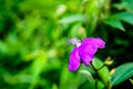 Close-up view of delicate purple flowers.