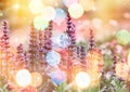 Purple flowers with bokeh lights, flowers and bokeh background Royalty Free Stock Photo