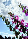 Purple flowers of bougainvillea