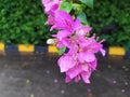 Purple flowers of bougenville plants after rainy day