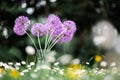 Purple flowers bouquet in glass vase Royalty Free Stock Photo