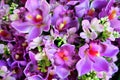 The purple flowers in the bouquets on the flower market. Royalty Free Stock Photo