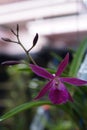 A Brassocattleya orchid flowers