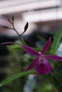 A Brassocattleya orchid flowers