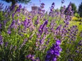 Purple flowers and building on bacground