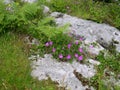 Purple flowers on the Burren