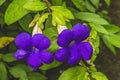 Purple Flowers Bush Clockvine Moorea Tahiti