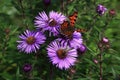 Purple flowers with butterfly , autumn scenery in the Sumava Mountains, Stodulky, Czech Republic Royalty Free Stock Photo