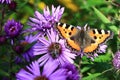 Purple flowers with butterfly , autumn scenery in the Sumava Mountains, Stodulky, Czech Republic