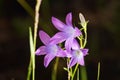 Purple flowers campanula closeup.