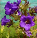 Purple flowers of a campanula plant