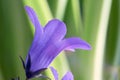 Purple flowers Campanula