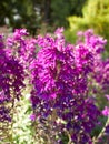 Purple flowers of campanulaceae lobelia speciosa hadspen purple