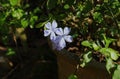 Purple flowers of Cape Leadwort plant with a branch Royalty Free Stock Photo
