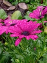 Purple flowers - Cape Marguerite after rain