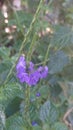 purple flowers that captivate hearts