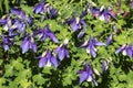 Purple flowers catchment - Aquilegia Royalty Free Stock Photo