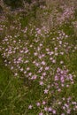 Centaurium pulchellum in bloom Royalty Free Stock Photo