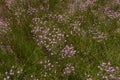 Centaurium pulchellum in bloom