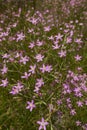 Centaurium pulchellum in bloom