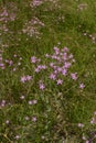 Centaurium pulchellum in bloom